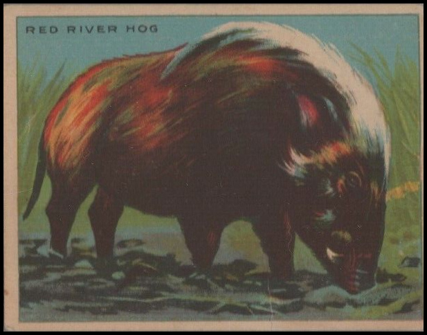7 Red River Hog